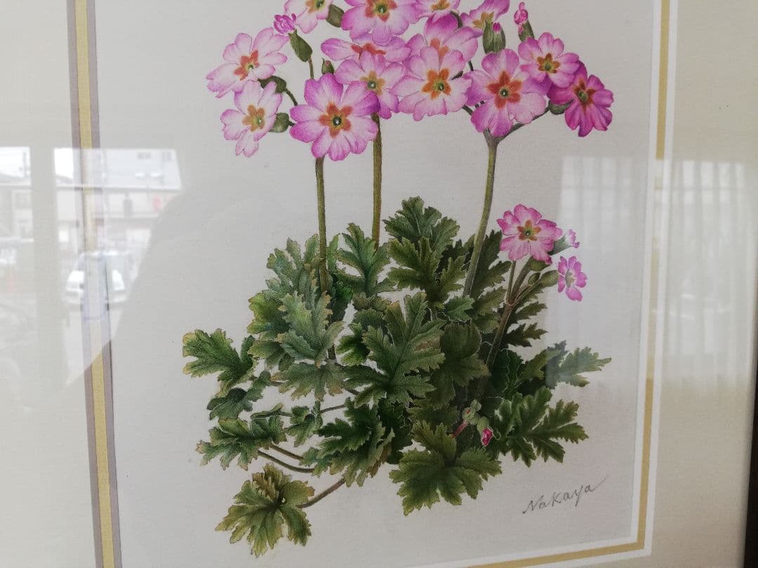 水彩絵画『サクラソウ』中谷道江作