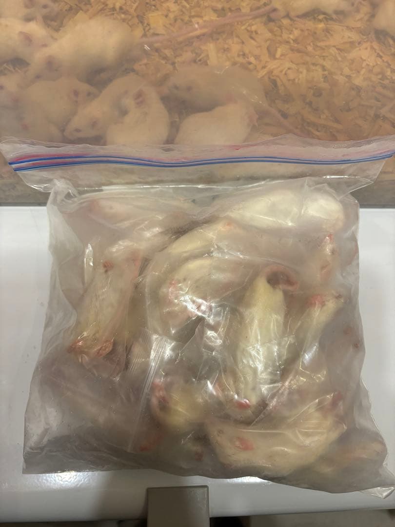 アダルトマウスML 50匹