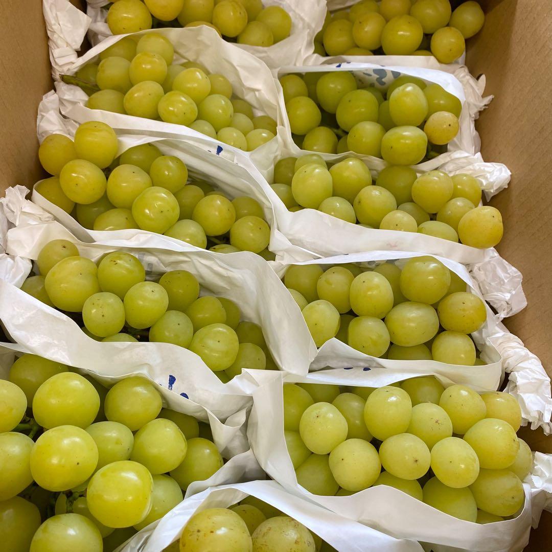 山梨県産　訳あり　家庭用　マスカサーティン　11房　箱込み5.4kg ③