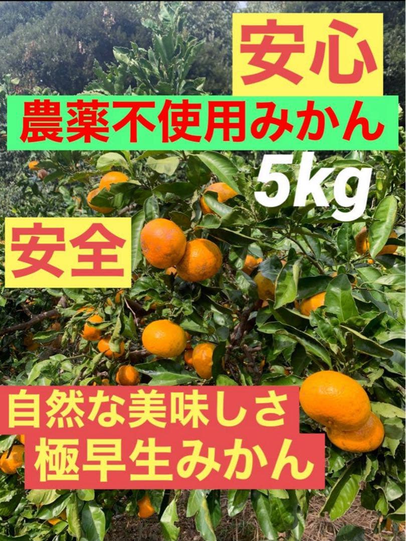 農薬不使用 浜名湖ミカン 2025年度.連絡用 1/20更新　説明読んでね