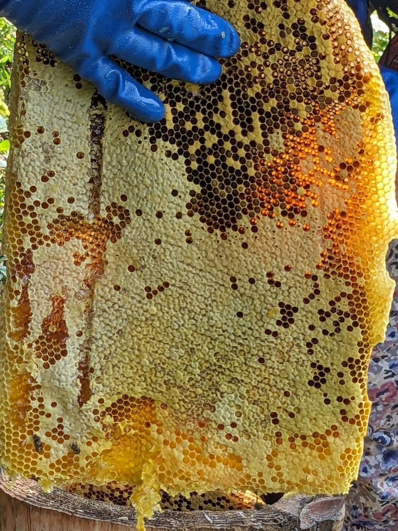 日本ミツバチ 蜂蜜 令和7年 採れたて 600g×2本 たれ蜜 非加熱