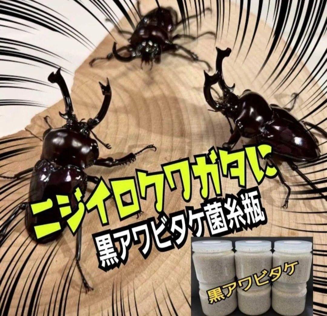 ニジイロクワガタに抜群！黒アワビタケ菌糸瓶【8本】トレハロース強化配合！