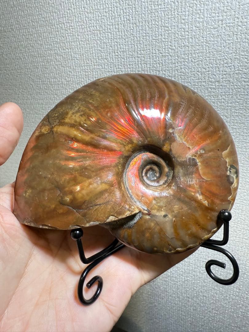 超大天然斑彩螺　アンモナイト化石　繁栄と調和をもたらす風水　虹大量あり　台座付き