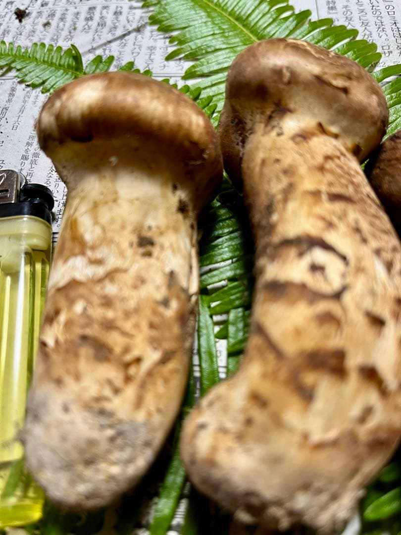 【大阪泉州産】天然松茸　採れたて良品4本145g国産