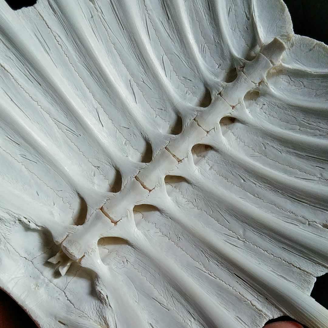 骨格　標本　カメ　スッポン