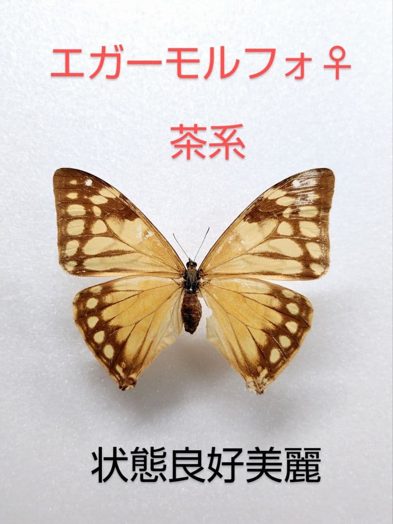 エガーモルフォチョウ♂♀標本 南米ブラジル産♀茶系美麗♂キラキラ感強