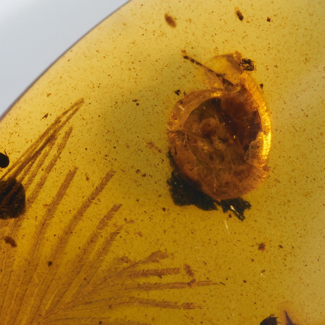 レア極上品 PA0009虫入り琥珀化石　ミャンマーカムティかタナイ9900万年前