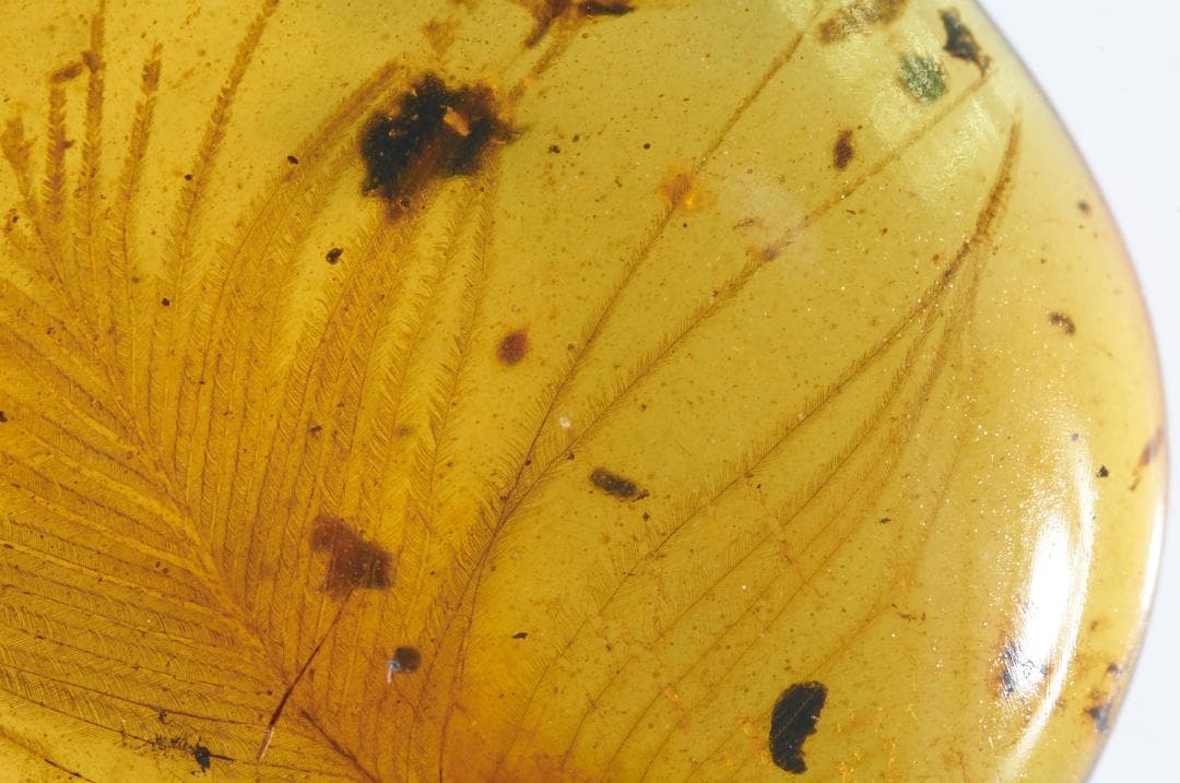 レア極上品 PA0009虫入り琥珀化石　ミャンマーカムティかタナイ9900万年前