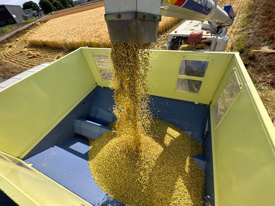 令和7年産！10kg 新麦　キラリモチ　もち麦　国産　雑穀　玄米　日本産　米代用