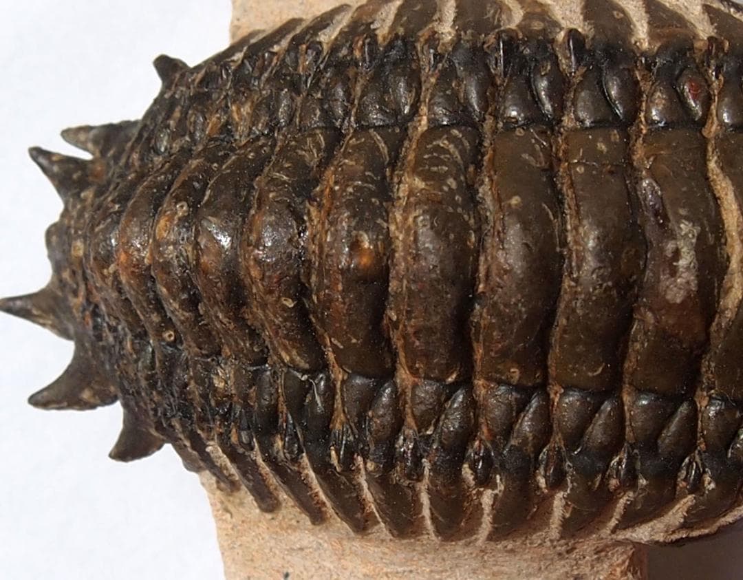 高品位 立体三葉虫 Crotarocephalus.sp