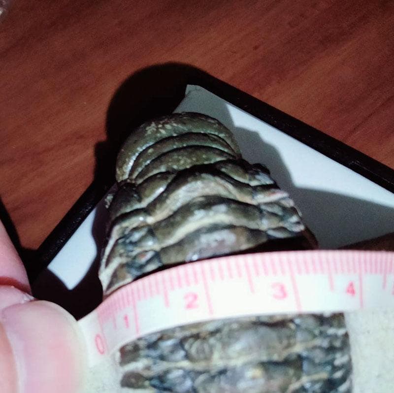 高品位 立体三葉虫 Crotarocephalus.sp