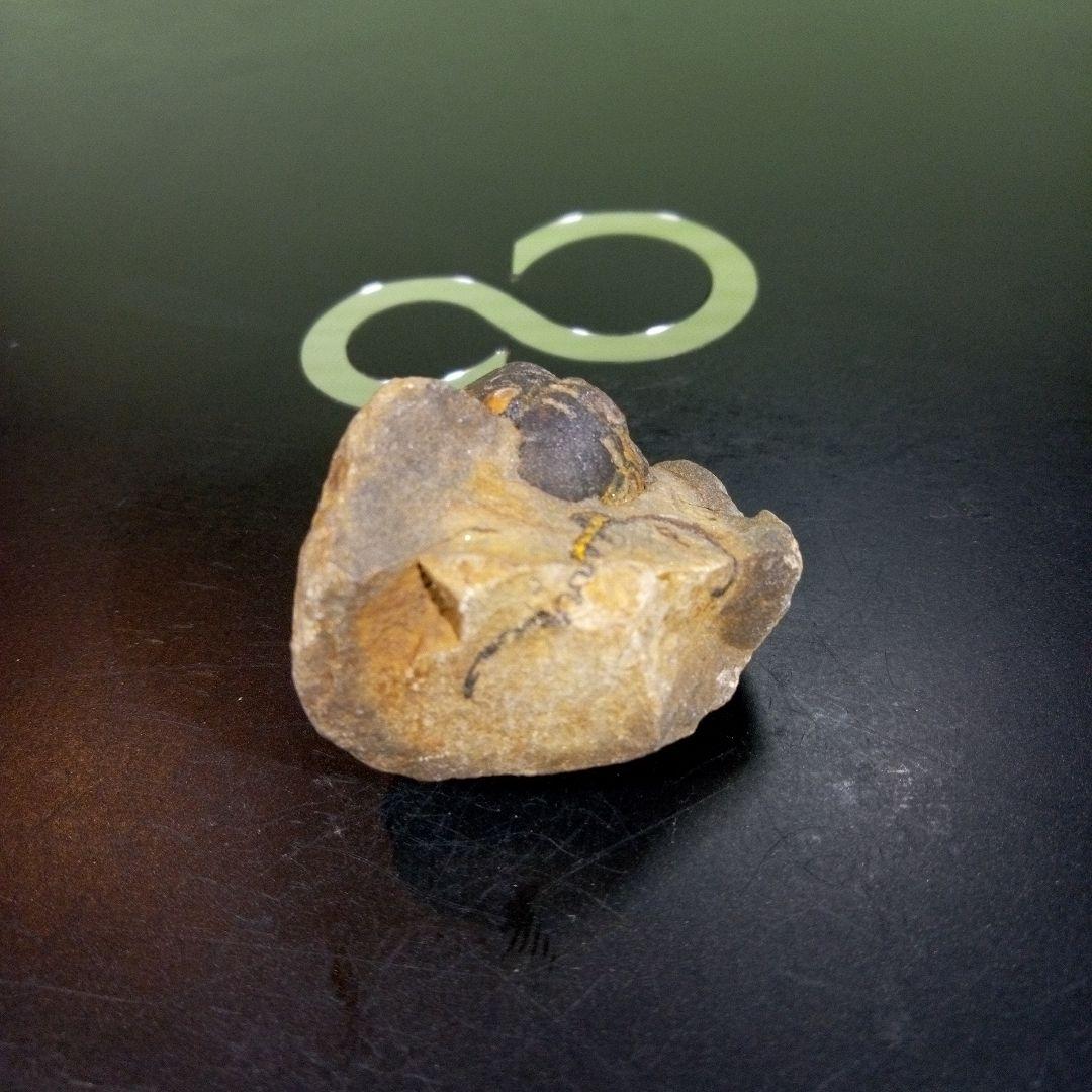 三葉虫　化石　fossil　ボリビア産　トライロバイト　三葉虫個体⑥