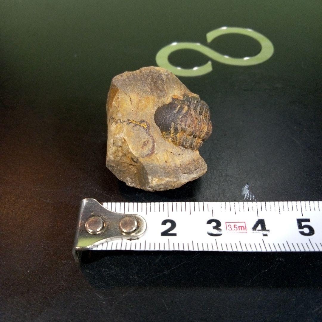 三葉虫　化石　fossil　ボリビア産　トライロバイト　三葉虫個体⑥