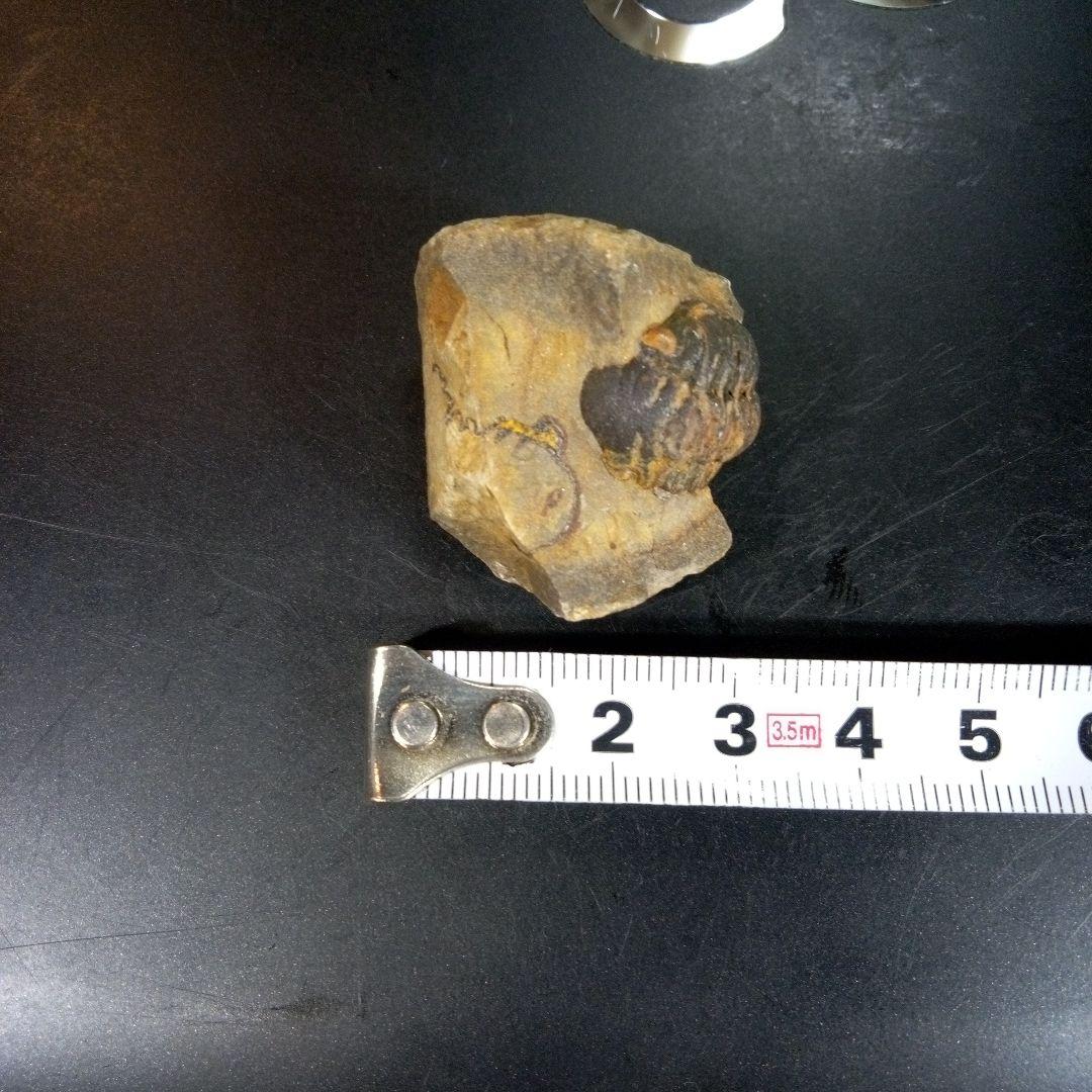 三葉虫　化石　fossil　ボリビア産　トライロバイト　三葉虫個体⑥