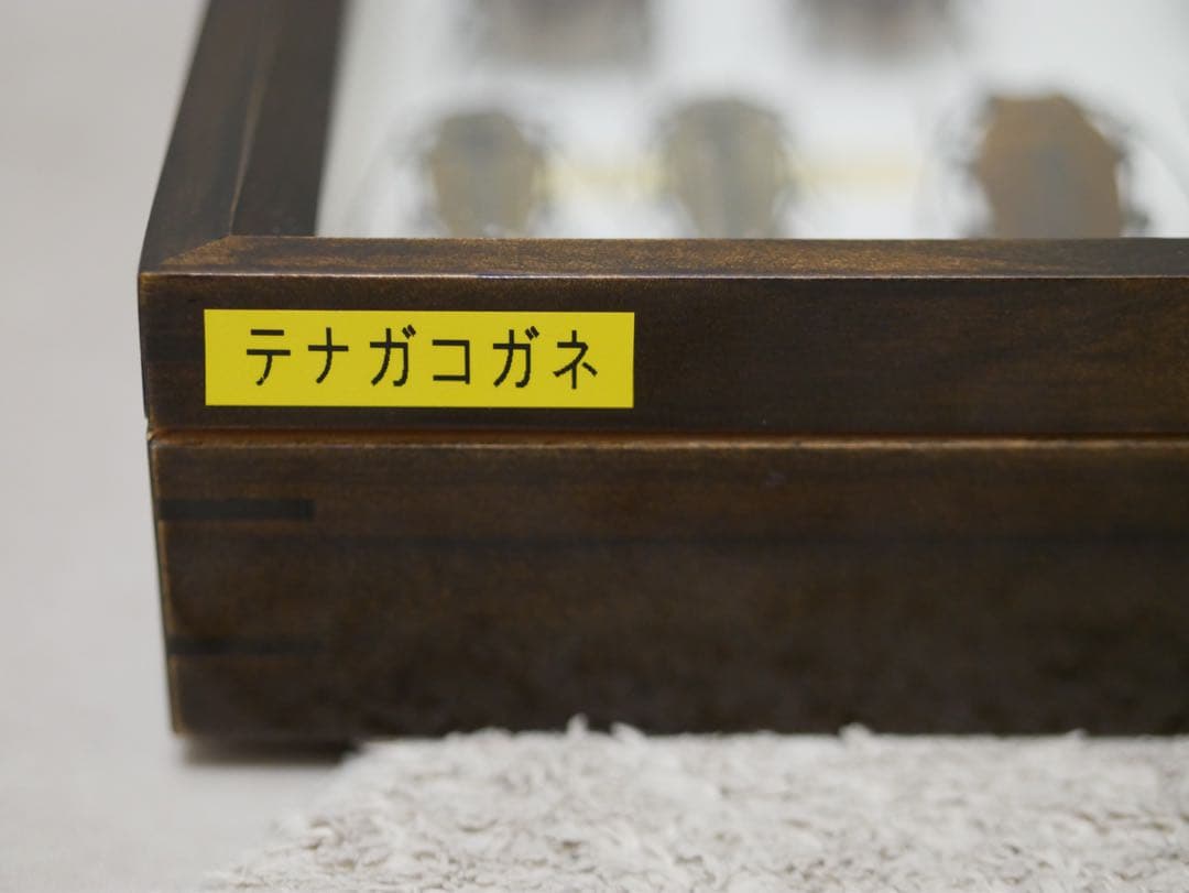 昆虫標本 テナガコガネ各種 クワガタモドキ 産地別コレクション研究用大型ドイツ箱