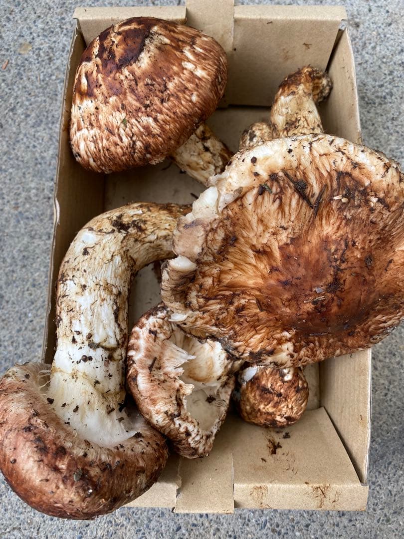 松茸　マツタケ　1キロ