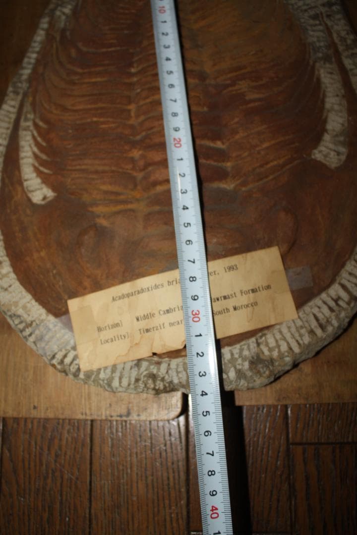 モロッコ産出　大型三葉虫　化石　アカドラドキシデス．ブリアレウス　現状