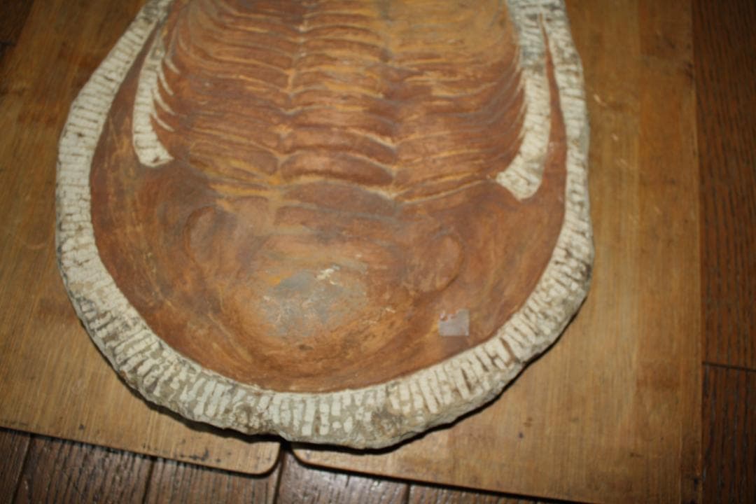 モロッコ産出　大型三葉虫　化石　アカドラドキシデス．ブリアレウス　現状