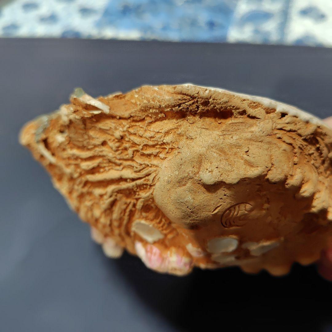 水月焼き・アワビ型蟹皿