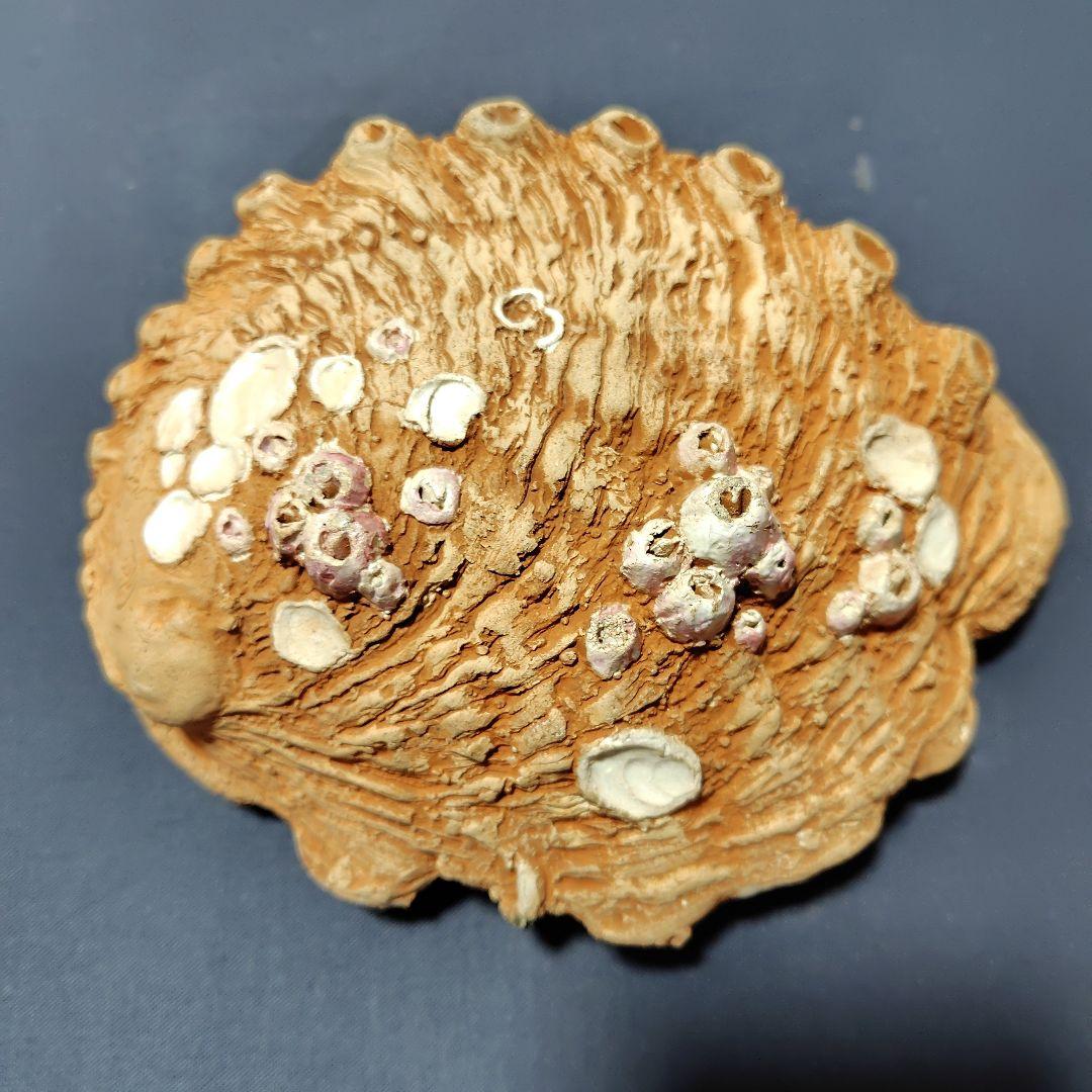 水月焼き・アワビ型蟹皿