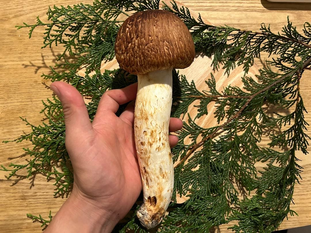 巨大松茸 国産松茸 長野県産 南信州産 極上