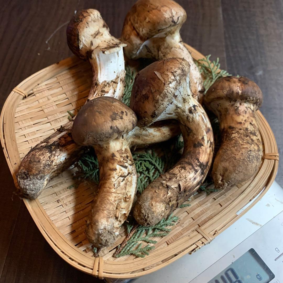 【岩手県産天然松茸】収穫最終　国産本場　つぼみ採れたて　産地直送　249g