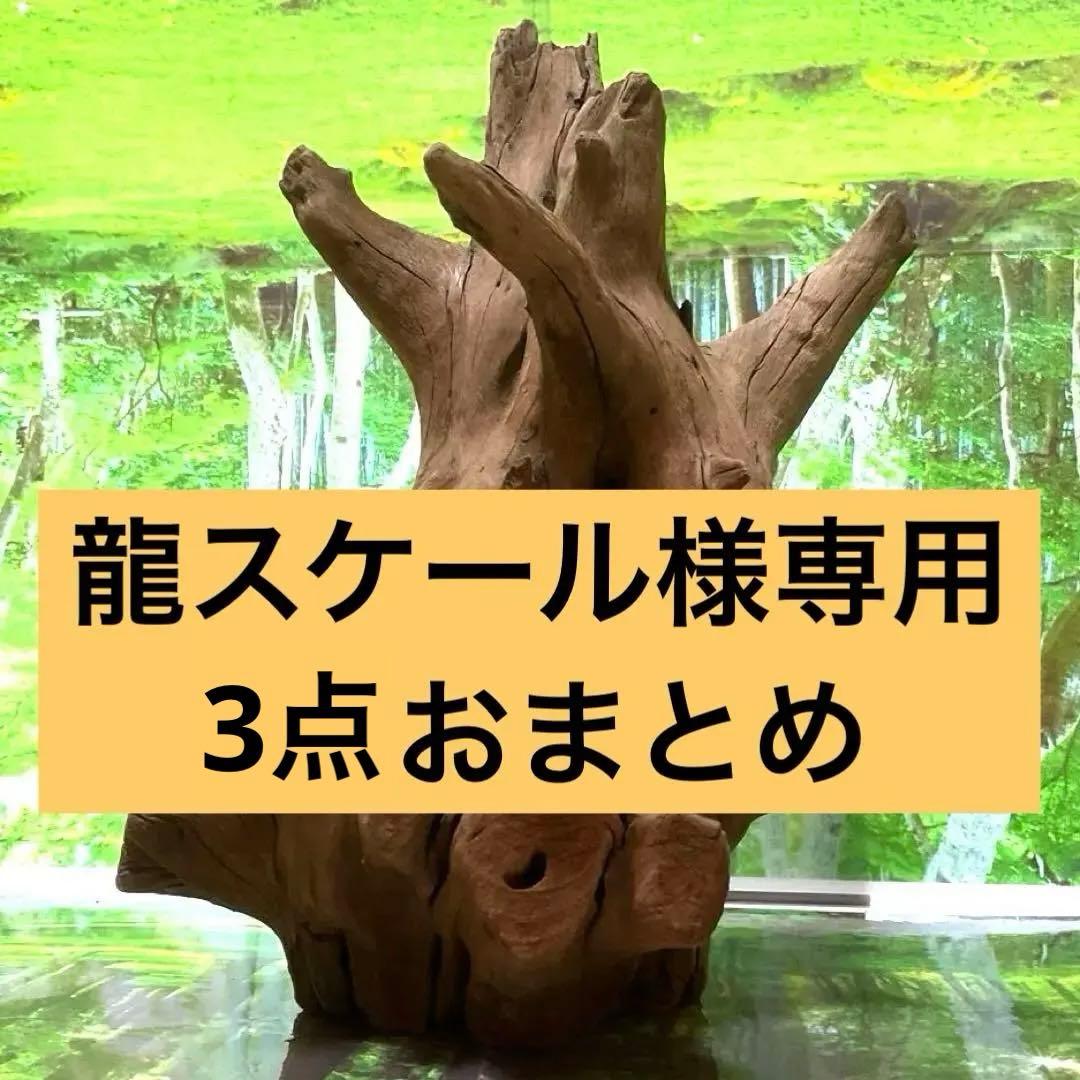 龍スケールです。イケメン朽ち木状ホーンウッド、他2点