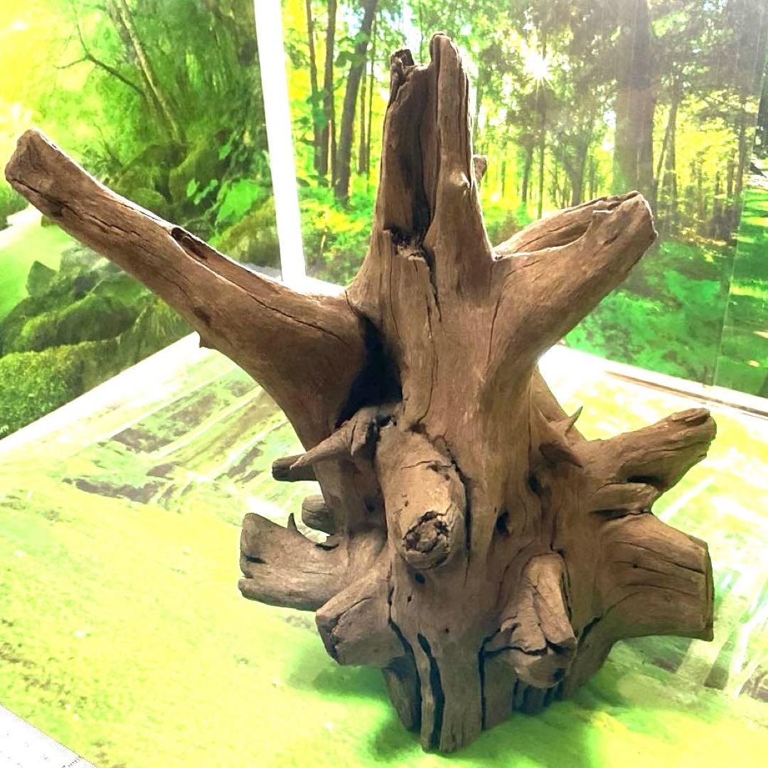 龍スケールです。イケメン朽ち木状ホーンウッド、他2点