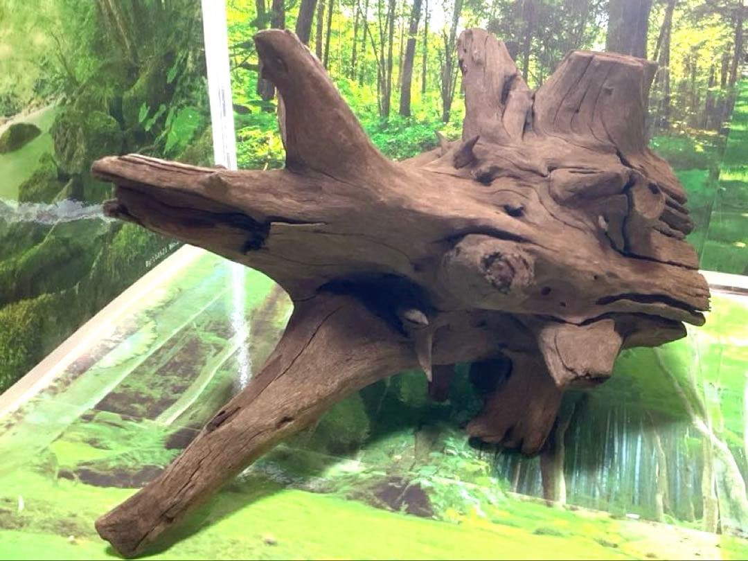 龍スケールです。イケメン朽ち木状ホーンウッド、他2点
