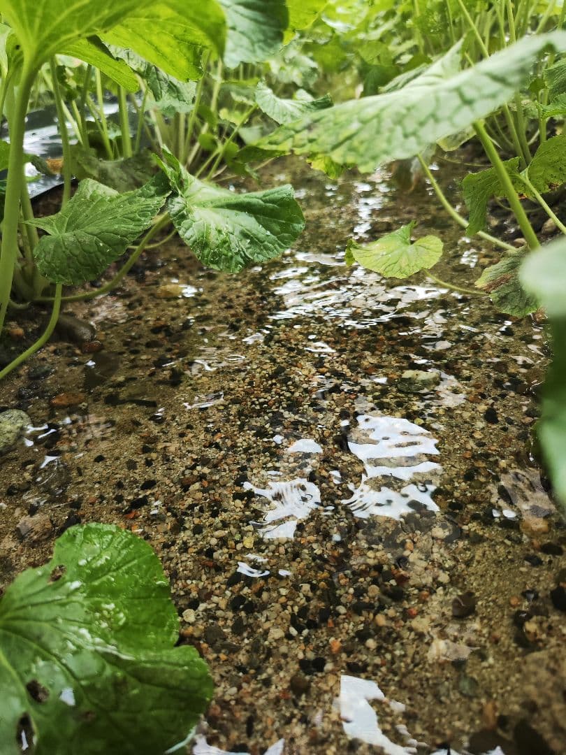 【専用】安曇野産 生わさび 1.5