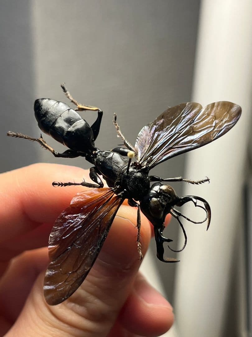 【大顎44mm】メガララガルーダ ハチ蜂スズメバチタランチュラホーク 昆虫標本