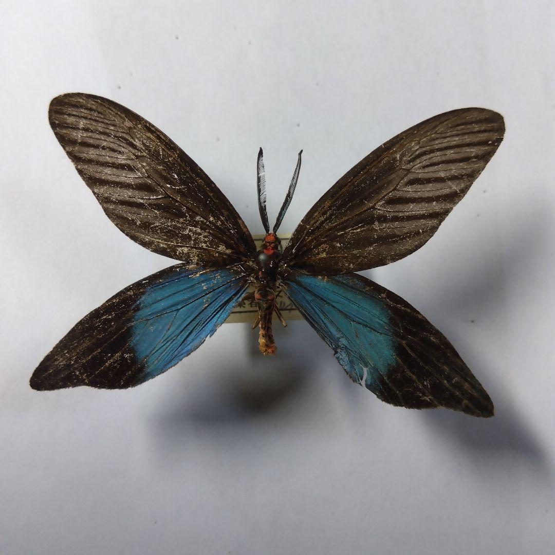 クロツバメ 2頭