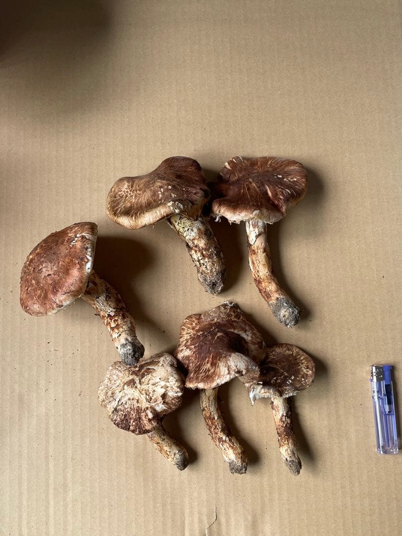 2025.11.24採れたて広島県廿日市産　松茸6本　合計約460グラム