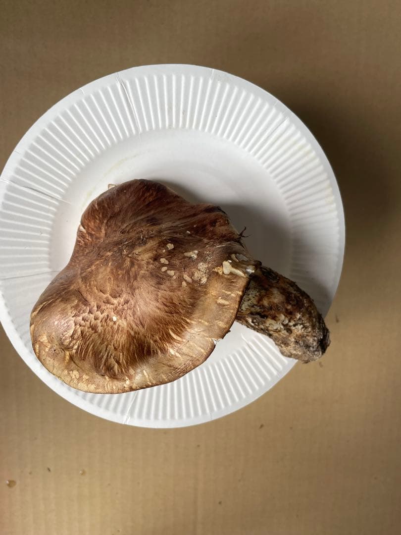 2025.11.24採れたて広島県廿日市産　松茸6本　合計約460グラム