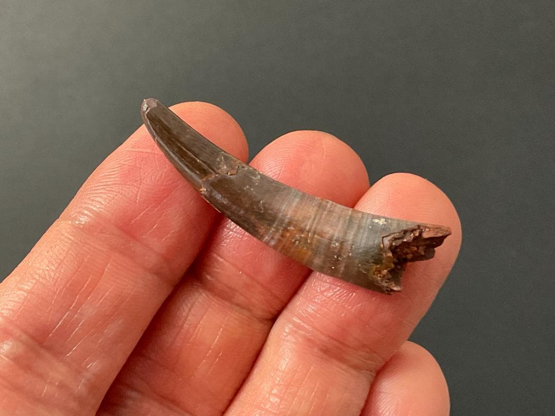 翼竜 コロボリンクスの歯 [PT19] 化石