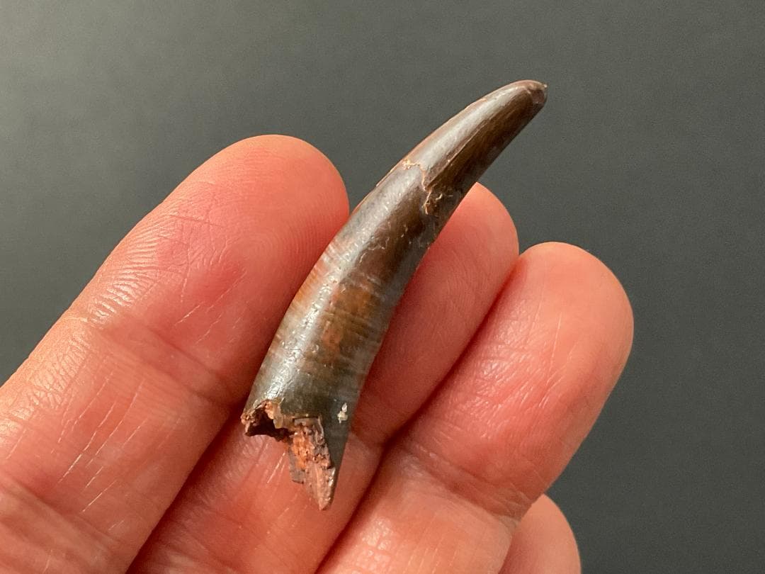 翼竜 コロボリンクスの歯 [PT19] 化石