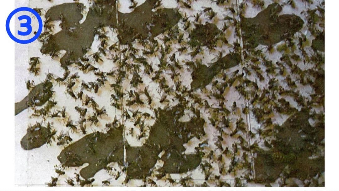 よく捕れる❗アブとり紙　200枚