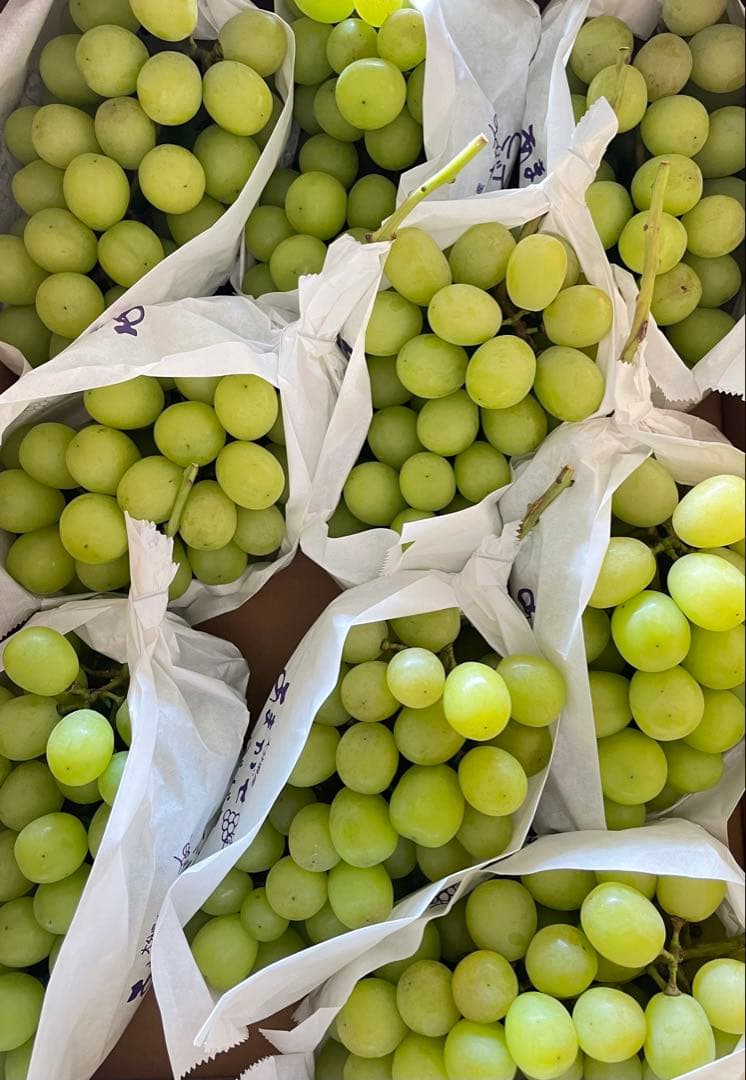 【数量限定】果物　シャインマスカット ぶどう　葡萄　5kg 房入り　訳あり