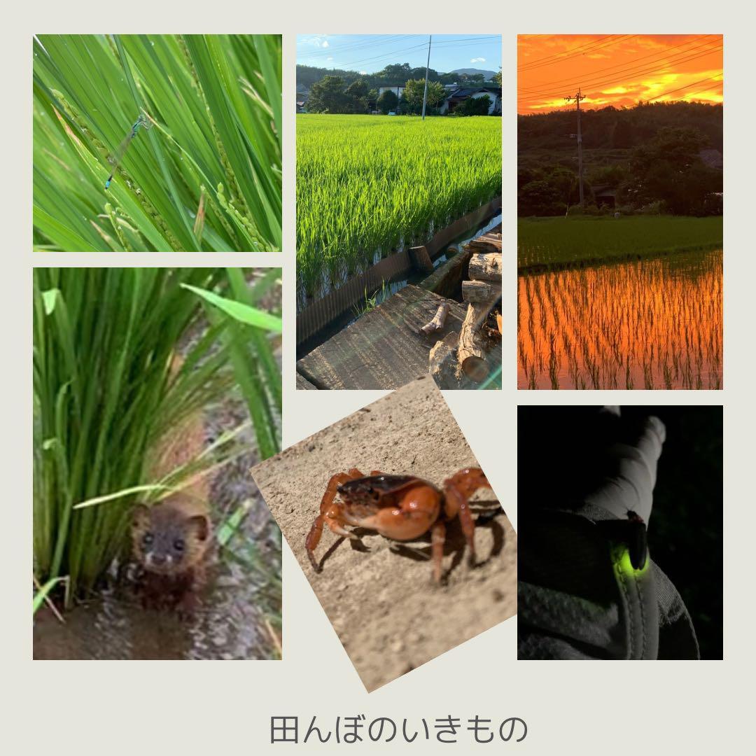 【令和6年産】熊本県 自然栽培米 ひのひかり 玄米20kg