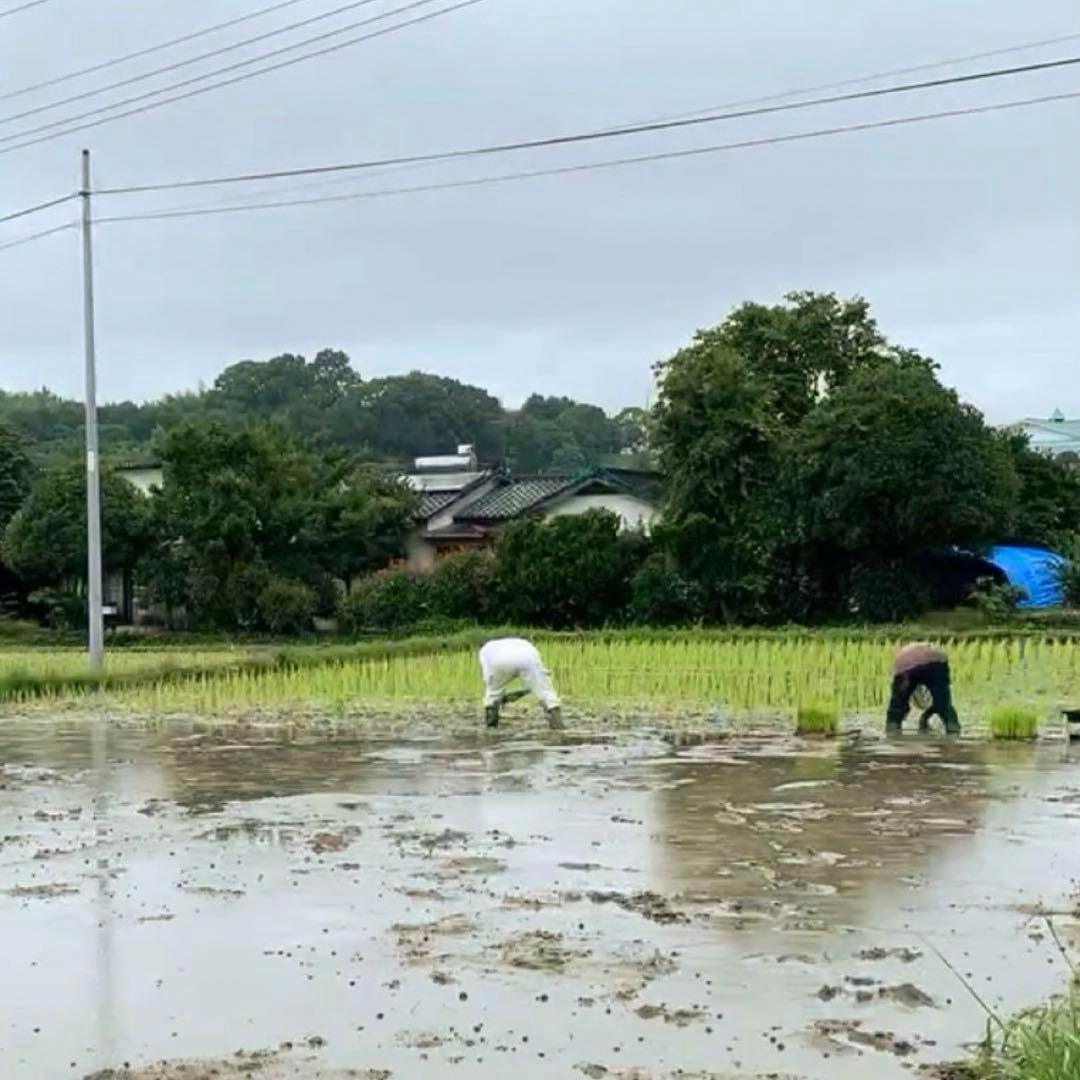 【令和6年産】熊本県 自然栽培米 ひのひかり 玄米20kg