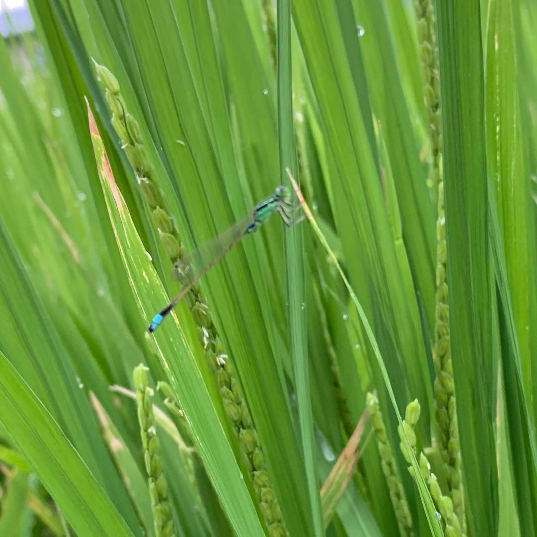 【令和6年産】熊本県 自然栽培米 ひのひかり 玄米20kg