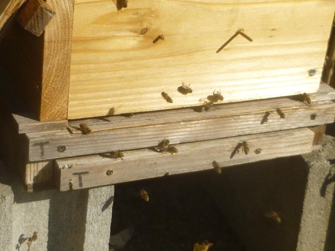 【結晶、残り僅か】ニホンミツバチの百花蜜1050g