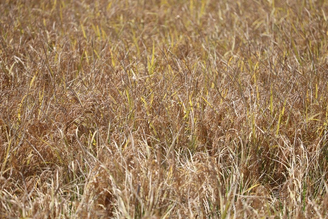 【Ritz】自然栽培 玄米粉 1kg×6袋 2025年産 (真空パック)