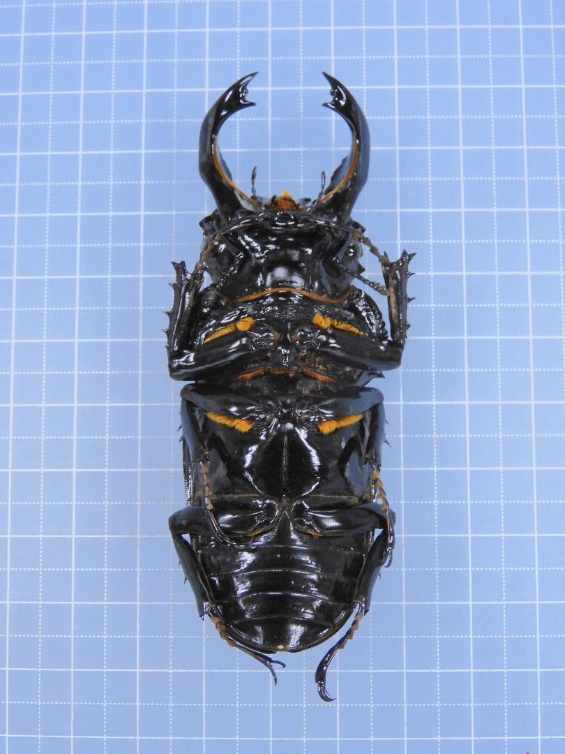 標本 RDC Mesotopus karlwernei 81mm