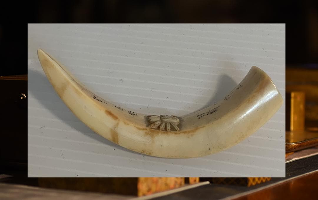 ●石見根付 ●蜘蛛 ●猪牙 古牙 獣牙 時代物 骨董 いのしし