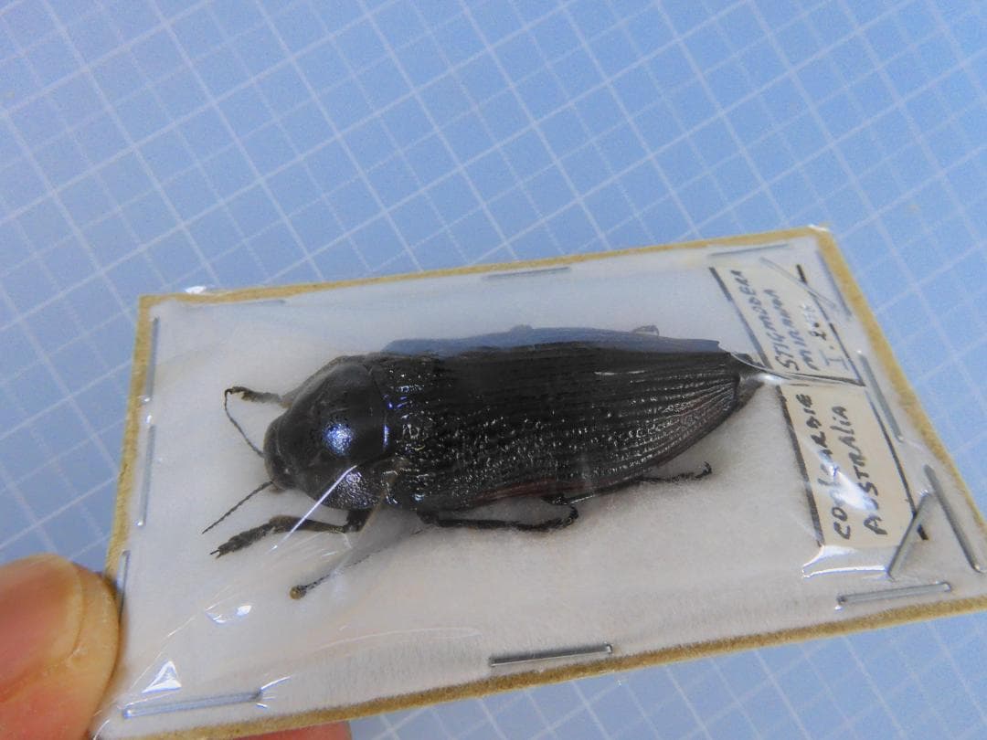 標本 Australia Stigmodera miranda 38mm