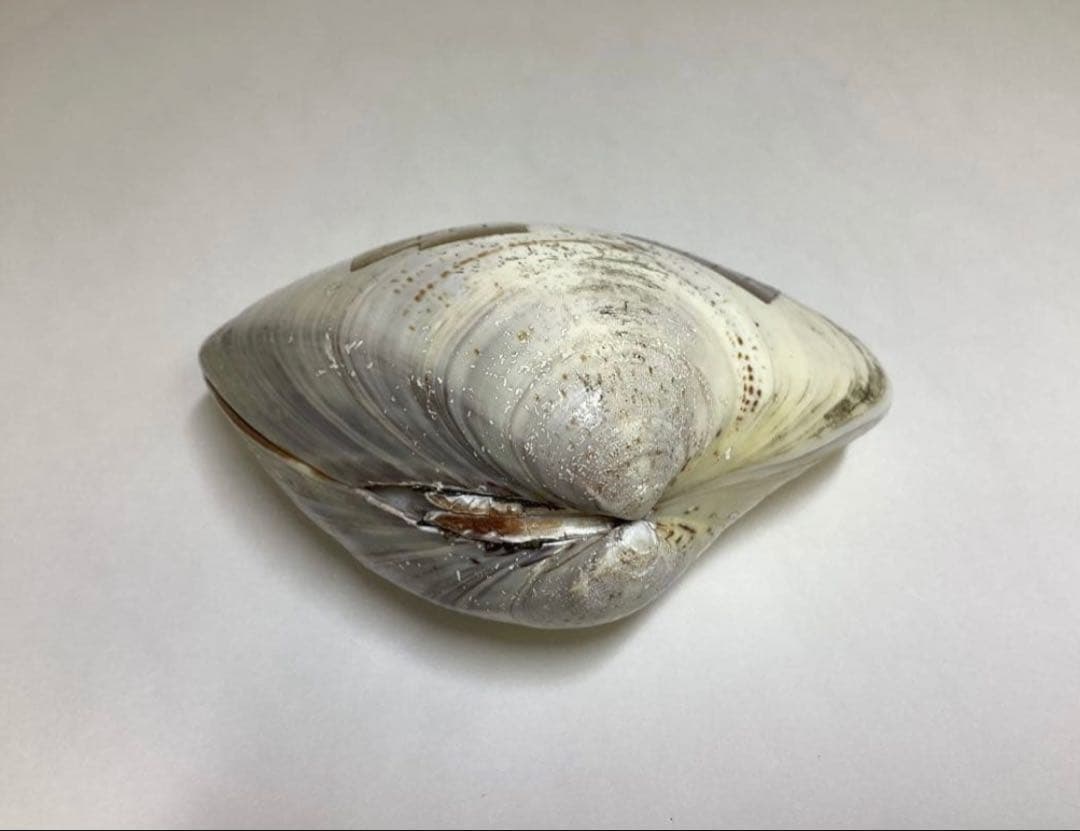 香合 蛤 源氏香 輪島塗 川原秀 木箱入 茶道具 古物品