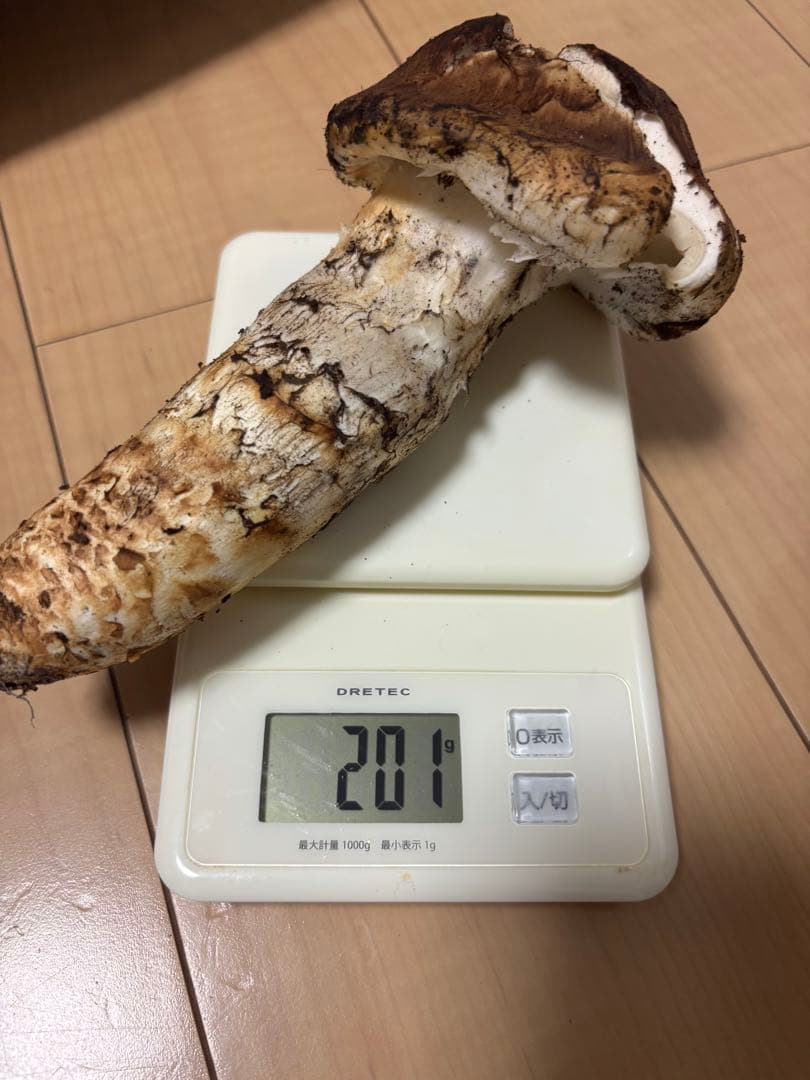 宮城県気仙沼産 極上松茸 370g