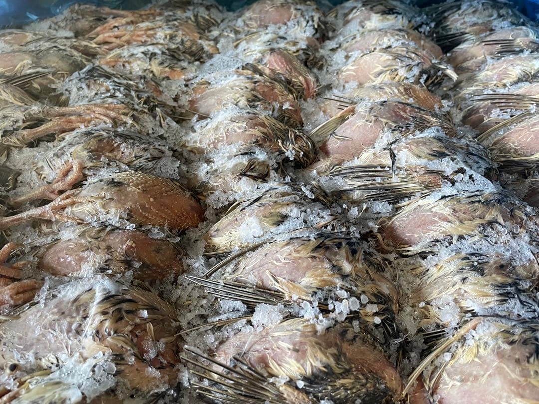 冷凍　親うずら　未処理100羽入　 数量限定　残4箱