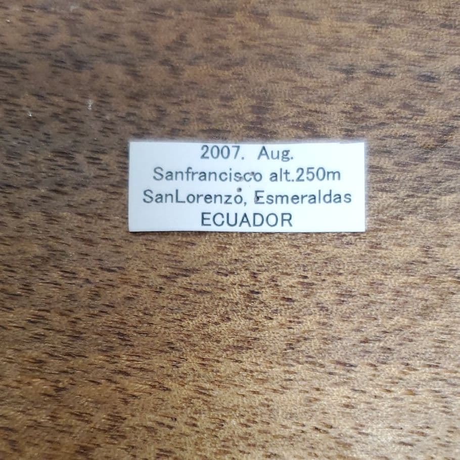 特別価格　コレクションシリーズアグリアス アエドン　ジョベルティーPA